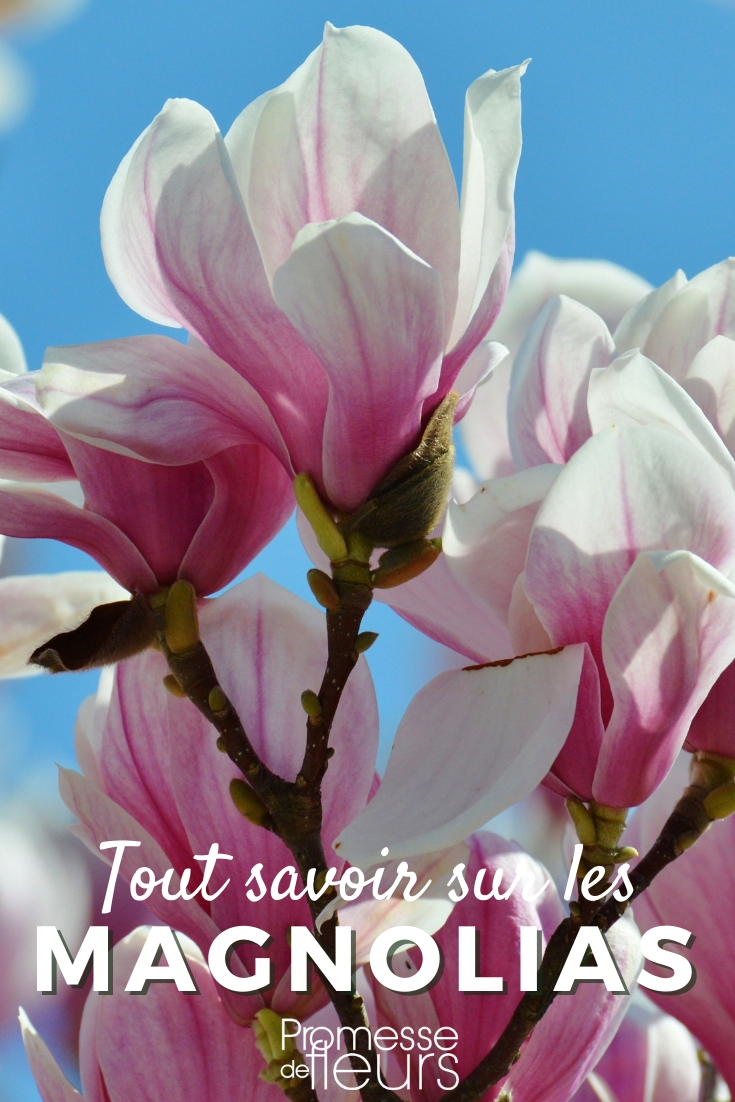 Magnolia, kweekfiche