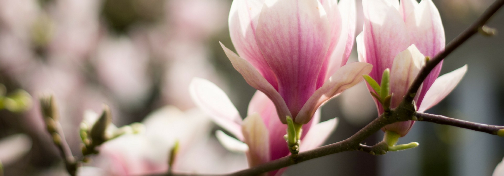 Magnolia snoeien: wanneer en hoe