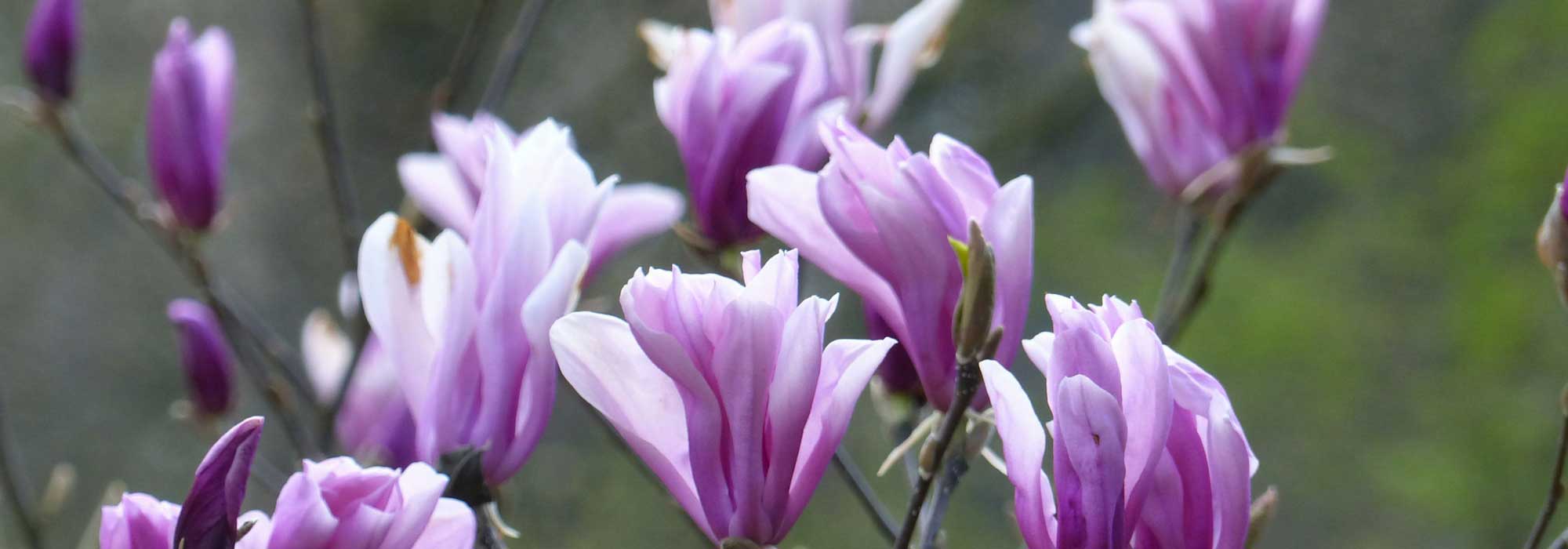 Magnolia planten in 4 stappen