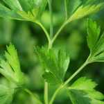 Peterselie: zaaien, planten, telen