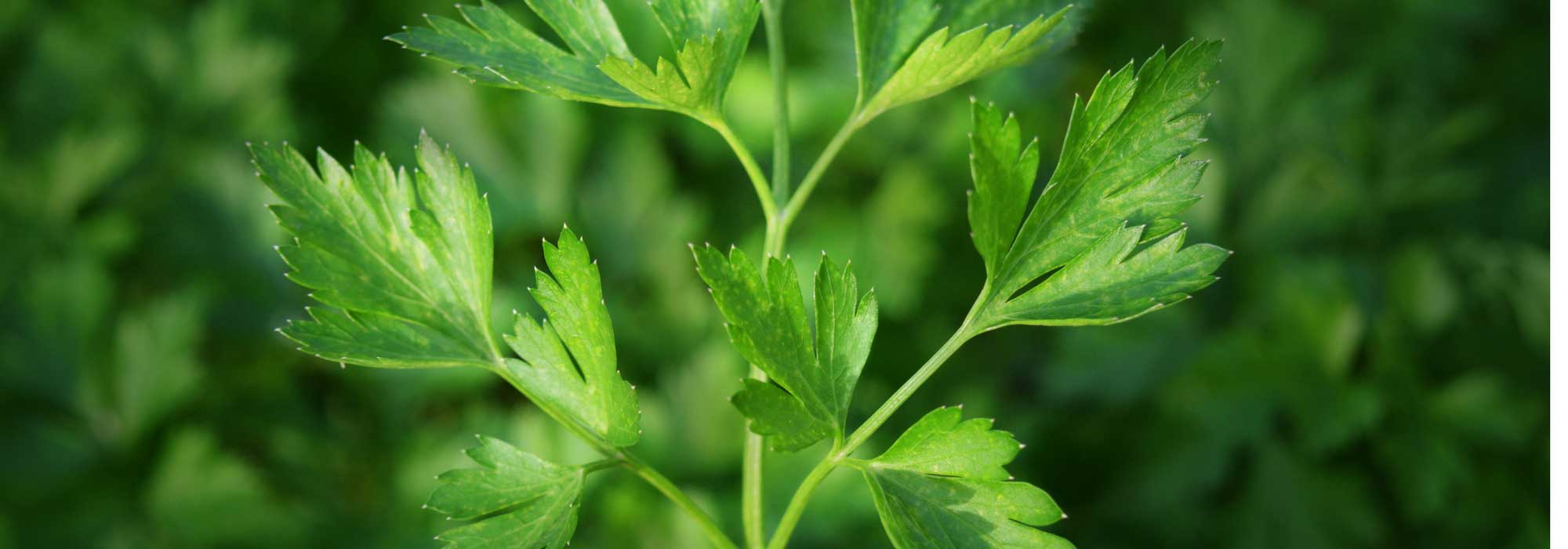 Peterselie: zaaien, planten, telen