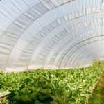 Een kas in de moestuin: waarvoor?