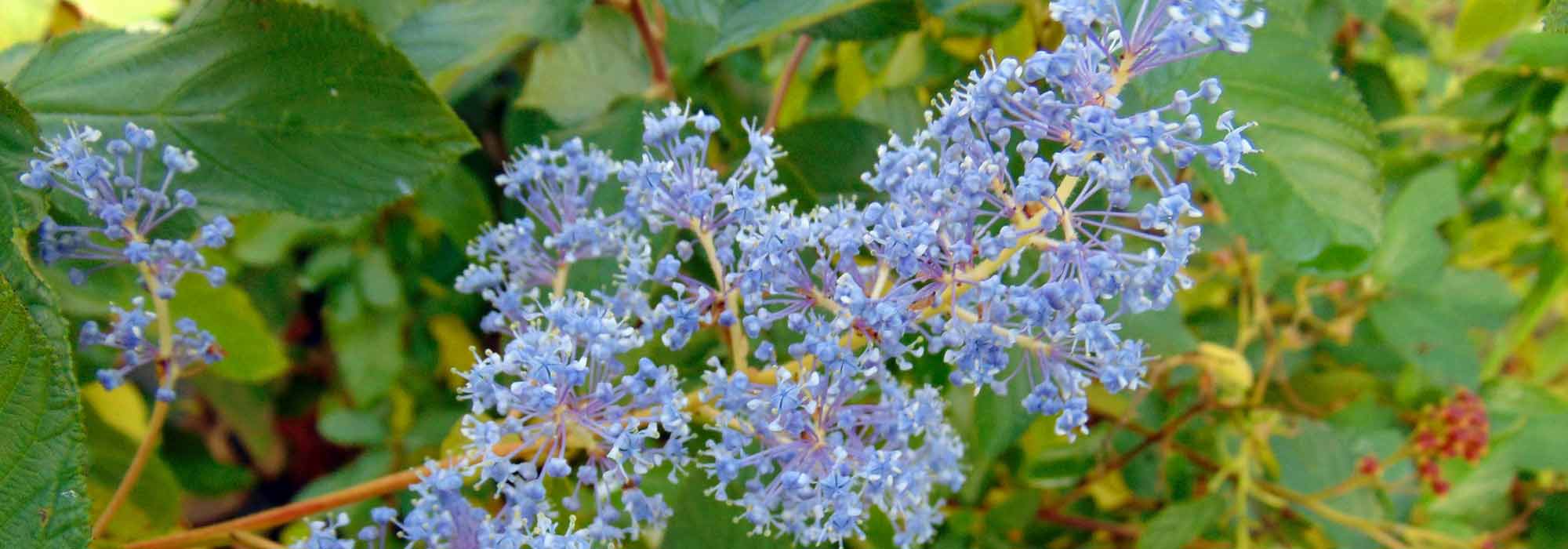Amerikaanse sering, Amerikaanse sering: planten, onderhoud en snoei