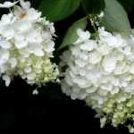 Zo verpest je hortensia's in 10 lessen
