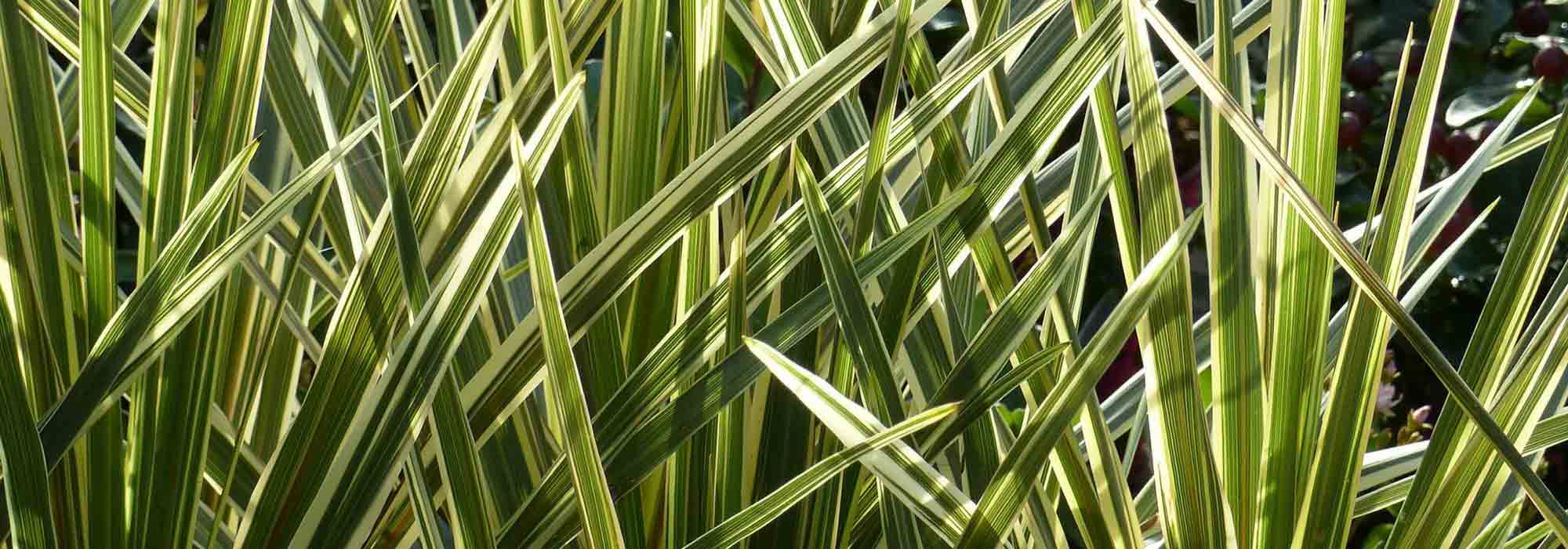 Cordyline: planten, telen en onderhouden