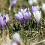 Crocussen planten: hoe doe je dat?