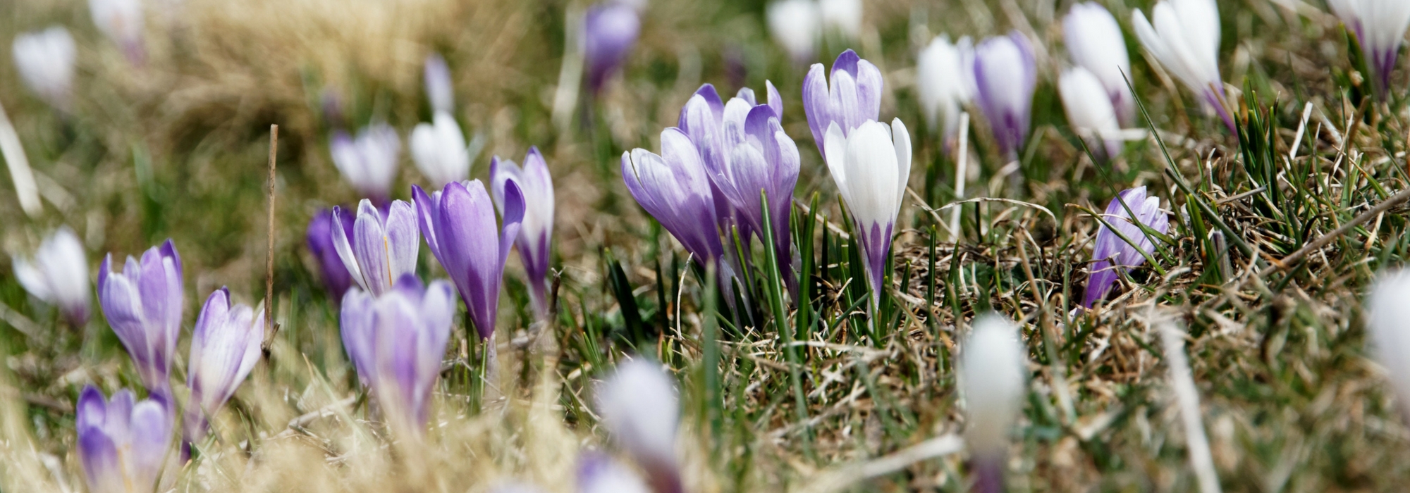 Crocussen planten: hoe doe je dat?
