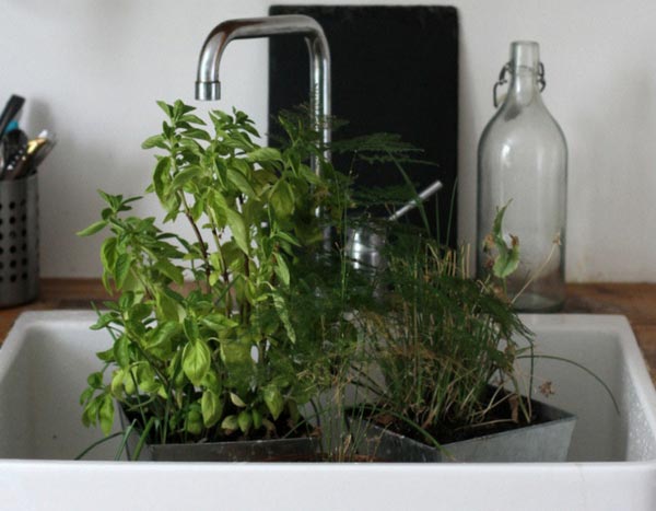 Planten in pot bij hitte: water geven bij afwezigheid