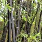 Bamboe planten in de tuin?