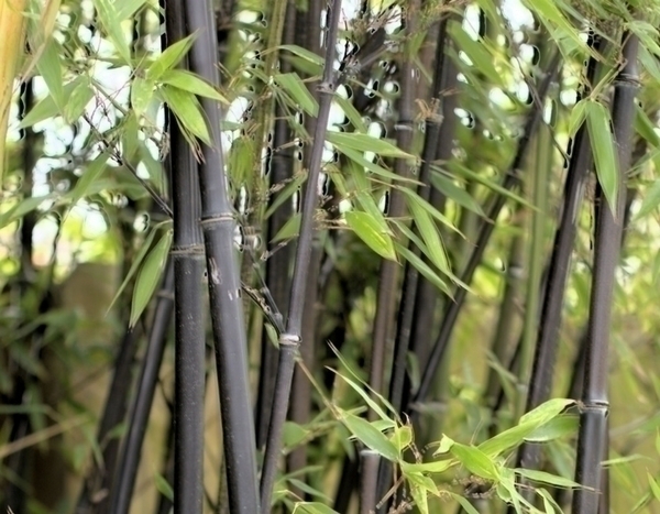 Bamboe planten in de tuin?