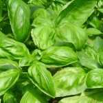 Basilicum: zaaien, planten, telen