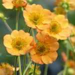 Nagelkruid of Geum: een charmante vaste plant om te herontdekken!