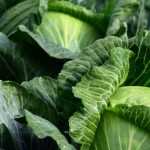 7 groenten om aan het einde van de zomer in de moestuin te zaaien