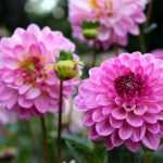Dahlia's overwinteren: uitgraven of niet?