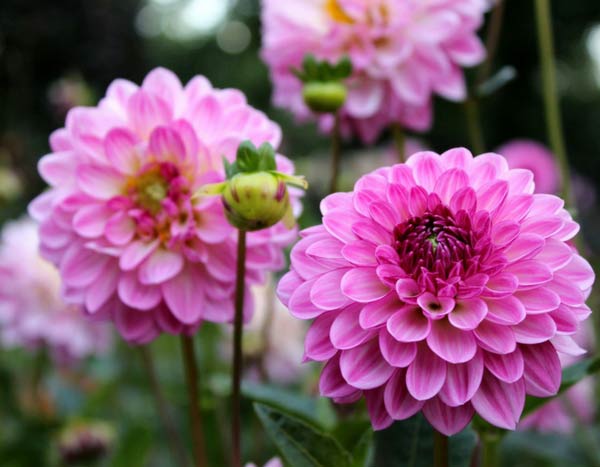 Dahlia's overwinteren: uitgraven of niet?