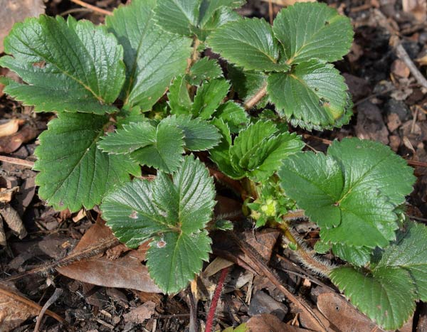 Aardbeien planten: 3 redenen om ze in het najaar te planten