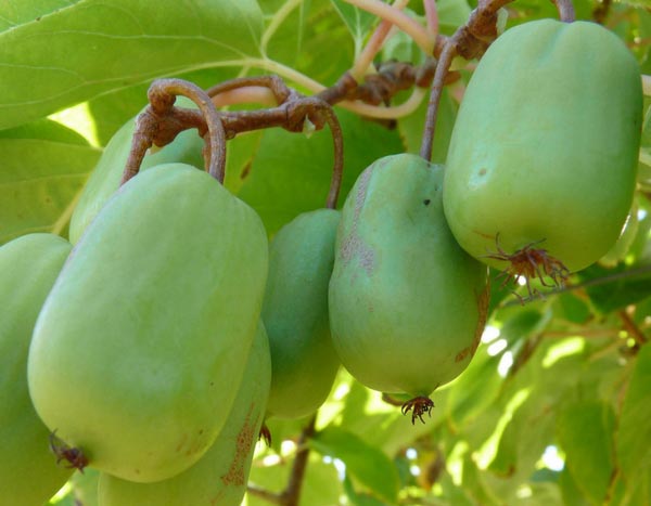 De mini-kiwi: klein en heerlijk om zo op te eten!