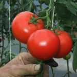 Laat de tomaten vrij! Kies je partij...
