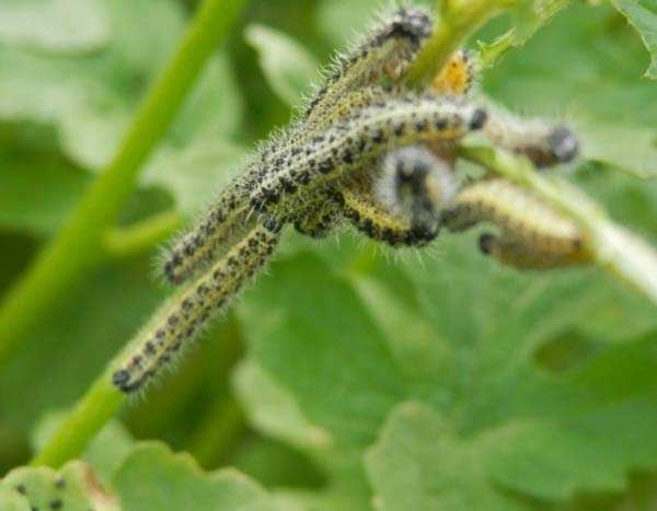 Groot koolwitje bestrijden in de biologische moestuin