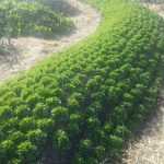 Permacultuur en moestuin: zullen we het erover hebben?