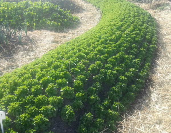 Permacultuur en moestuin: zullen we het erover hebben?