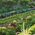 Moestuin plannen: vruchtwisseling en combinatieteelt in 5 stappen