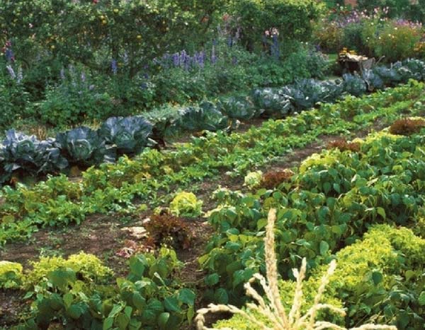 Moestuin plannen: vruchtwisseling en combinatieteelt in 5 stappen