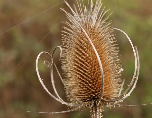 Natuurlijke tuin: 5 bijzondere wilde planten