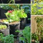 Moestuinieren in de stad: alles in de tas!
