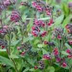 Longkruid: een bodembedekkende vaste plant voor je tuin!
