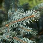 Wat te doen met je kerstboom na de feestdagen?