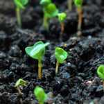 Groenten: biologische zaden, F1-hybriden of gewone zaden… Wat kies je?