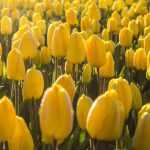In 5 lessen je tulpen laten mislukken