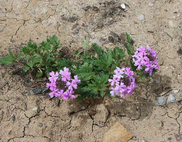 Hoe je de aanplant van vaste planten in 6 stappen laat mislukken?
