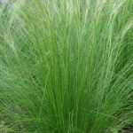 Grassen: vedergras of Stipa tenuifolia, wat doe je ermee?