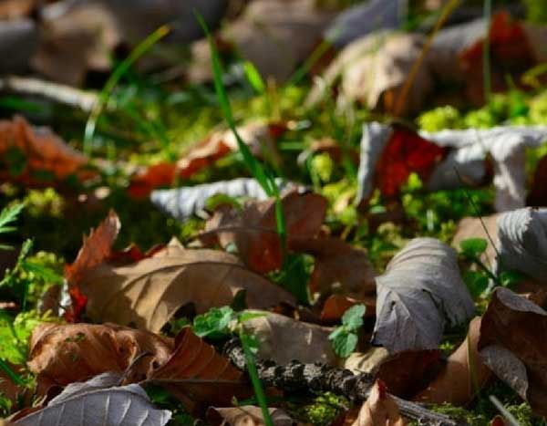 Mulchdoek: voor of tegen?