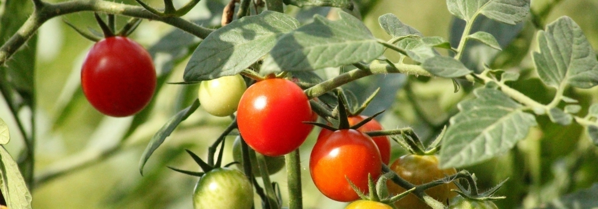 Tomaten steunen