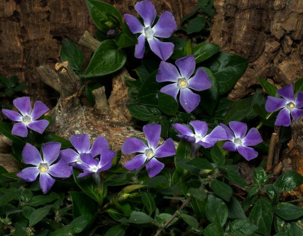 10 wintergroene bodembedekkers voor je tuin!