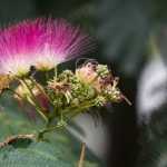 Albizia planten, snoeien en onderhouden
