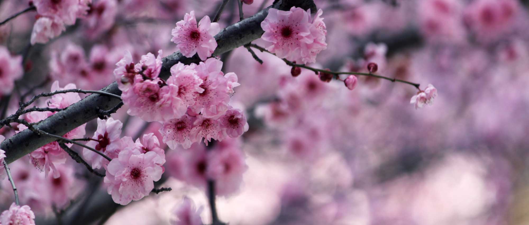 Japanse sierkersen: planten, snoeien en onderhouden