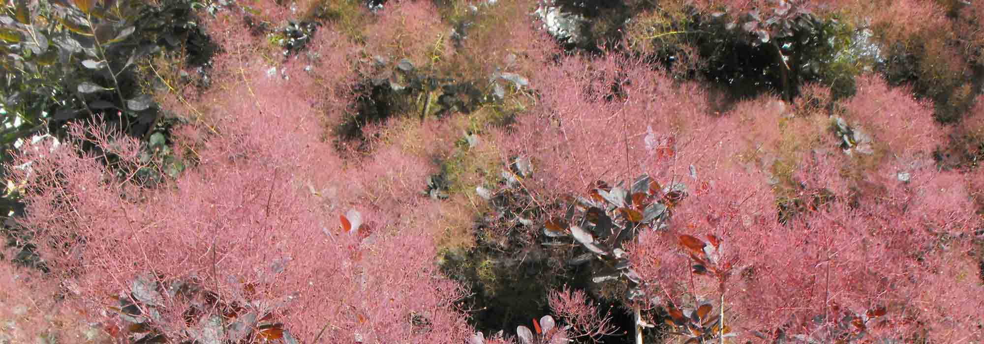 Cotinus, pruikenboom: planten, snoeien en verzorgen