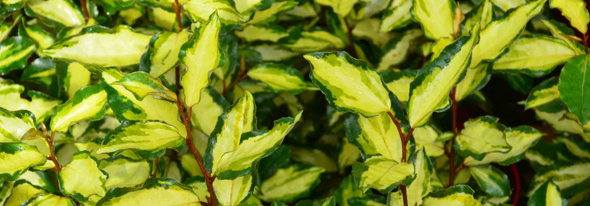 Olijfwilg of olijfwilg: planten, snoeien en onderhoudstips