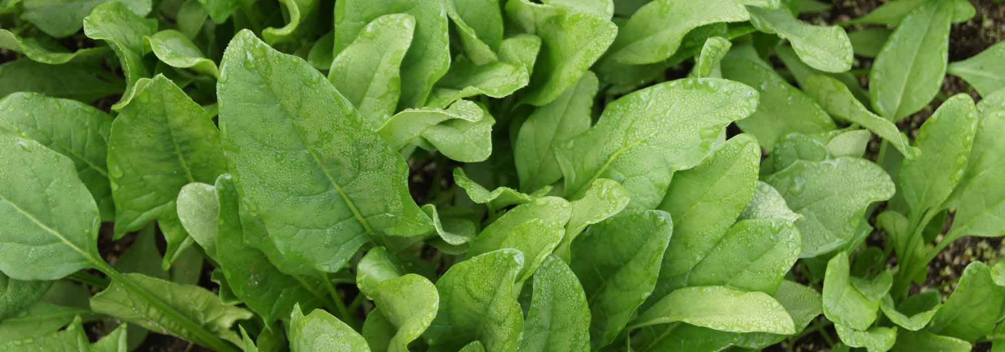 Spinazie zaaien, telen en oogsten in de moestuin
