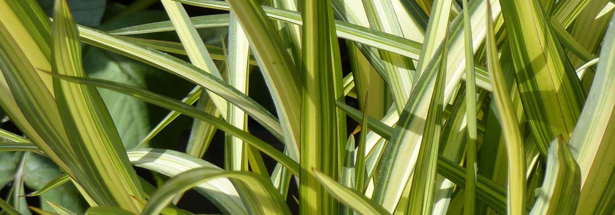 Phormium, Nieuw-Zeelands vlas: planten, snoeien, onderhoud