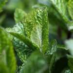 Munt: planten, telen en stekken