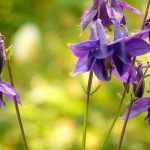 Akeleien: zaaien, planten en onderhoud