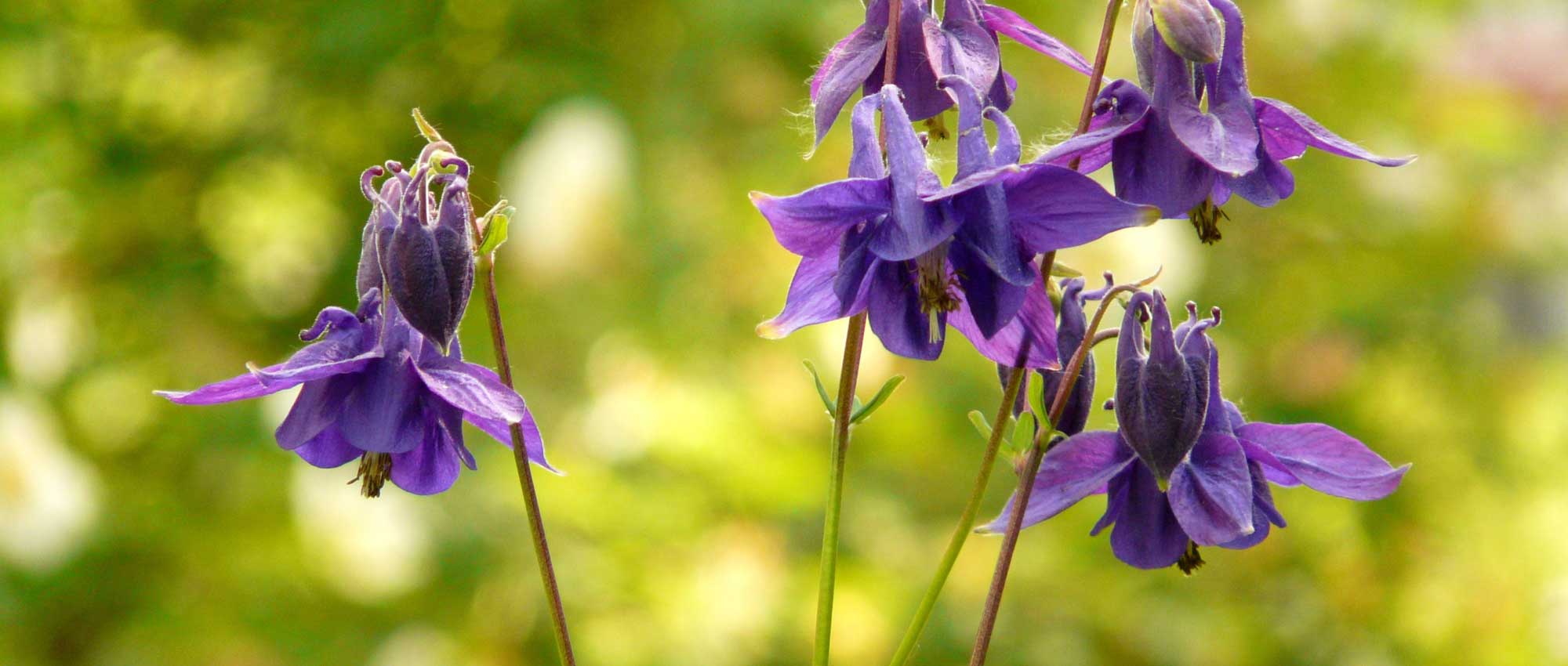 Akeleien: zaaien, planten en onderhoud