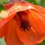 Abutilon planten, snoeien en verzorgen