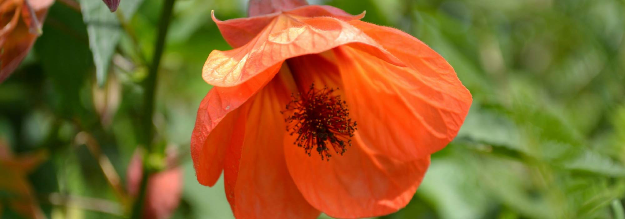 Abutilon planten, snoeien en verzorgen