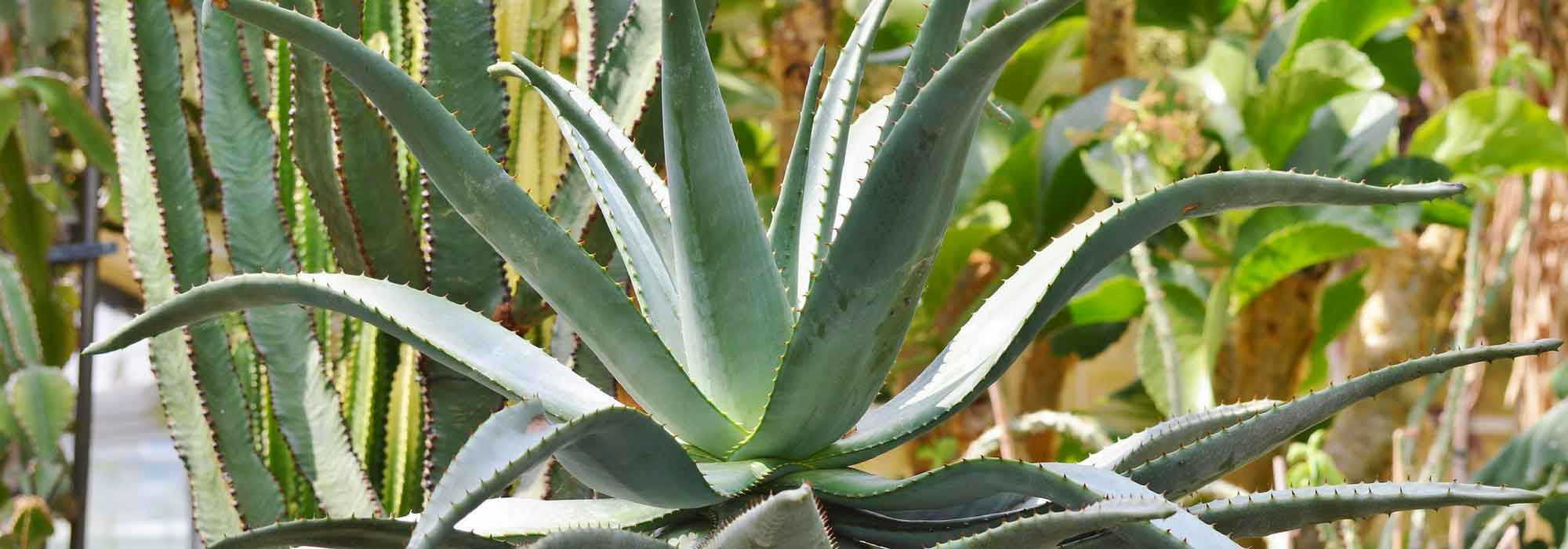 Agave planten, telen en verzorgen